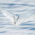 Angel Wings