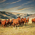 Greener Pastures