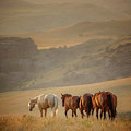 Wyoming Morning