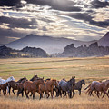 Wyoming Ranch Horses